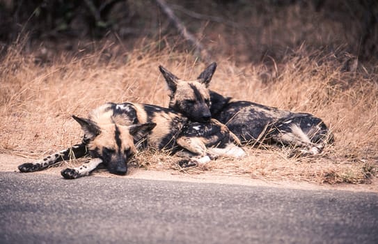 Wild Dog (Licaon pictus), Kruger National Park, Mpumalanga, South Africa