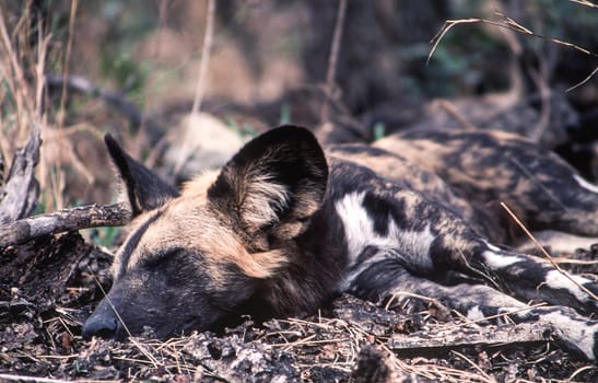 Wild Dog (Licaon pictus), Kruger National Park, Mpumalanga, South Africa
