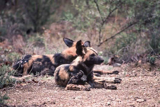 Wild Dog (Licaon pictus), Kruger National Park, Mpumalanga, South Africa