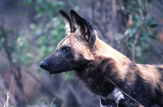 Wild Dog (Licaon pictus), Kruger National Park, Mpumalanga, South Africa