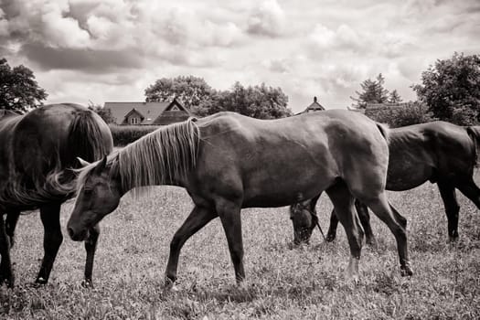 Horses grazing in the pasture