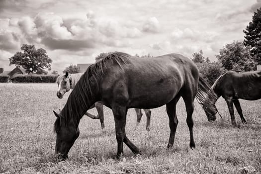 Horses grazing in the pasture