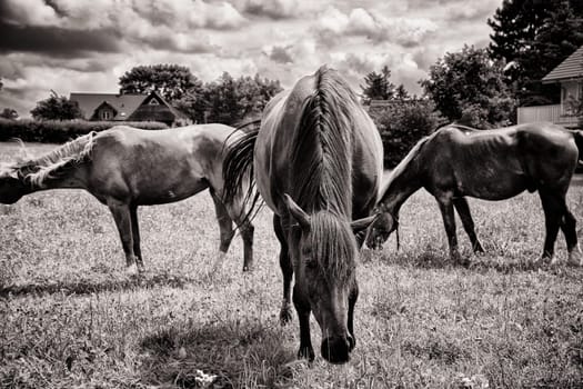 Horses grazing in the pasture