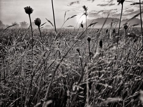 Meadow with morning dew at sunrise, Fischland-Darss