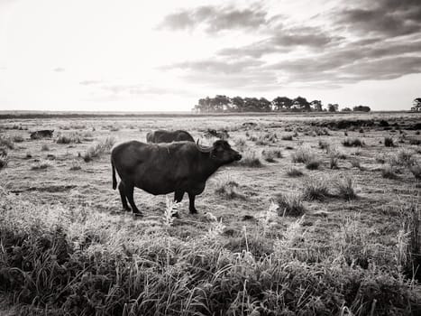 Water buffalo on a pasture, Fischland-Darss peninsula, Mecklenburg-West Pomerania, Germany