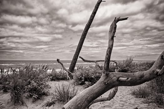 West beach of Fischland-Darss peninsula near Ahrenshoop, Mecklenburg Baltic Sea coast, Mecklenburg-West Pomerania, Germany