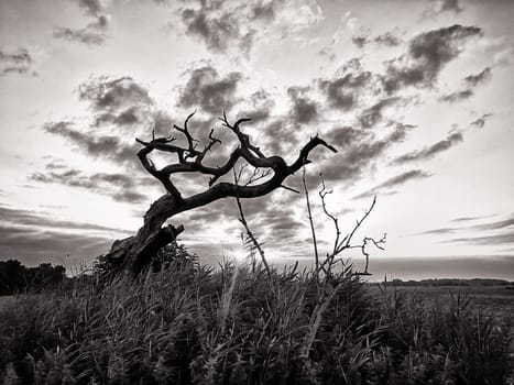 dead tree in sunrise, Fischland-Darss peninsula