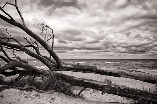 West beach of Fischland-Darss peninsula near Ahrenshoop, Mecklenburg Baltic Sea coast, Mecklenburg-West Pomerania, Germany