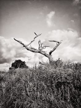 dead tree in sunrise, Fischland-Darss peninsula