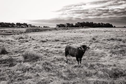 Water buffalo on a pasture, Fischland-Darss peninsula, Mecklenburg-West Pomerania, Germany