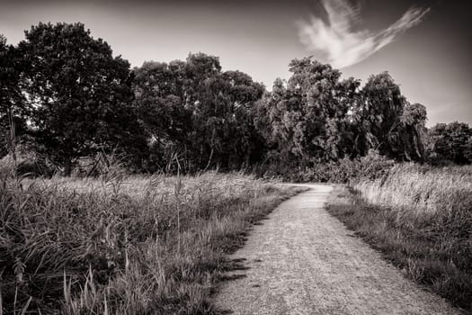 Landscape at the Barther Bodden, Fischland-Darss peninsula, Mecklenburg-West Pomerania, Germany