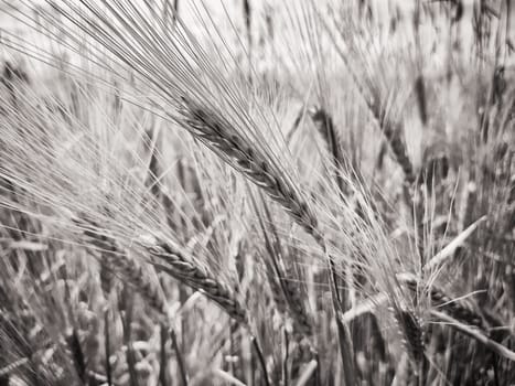 Barley field in the state of Brandenburg, Germany
