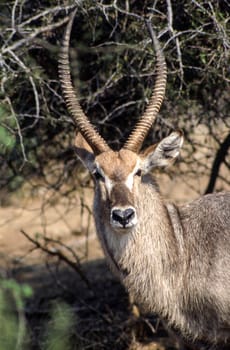 Waterbuck (Kobus ellipsiprymnus), Kruger National Park, Mpumalanga, South Africa