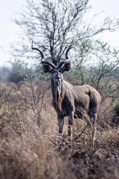 Kudu (Tragelaphus strepsiceros), Kruger National Park, Mpumalanga, South Africa