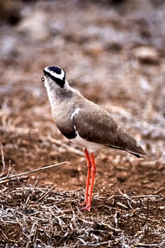 Crowned Plover, (Vanellus coronatus), Kruger National Park, Mpumalanga, South Africa, Africa