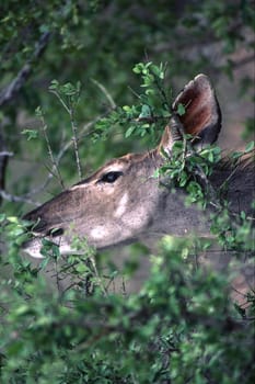 Kudu (Tragelaphus strepsiceros), Kruger National Park, Mpumalanga, South Africa