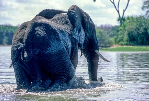 Elephant (Loxodonta africana), Selous Game Reserve, Morogoro, Tanzania, Africa
