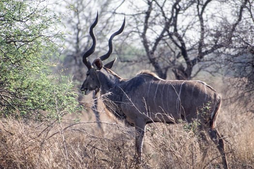 Kudu (Tragelaphus strepsiceros), Kruger National Park, Mpumalanga, South Africa