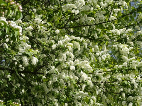 Spring lush white flowers, bird cherry blossoms background