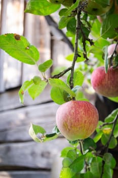 Red apples on a branch and wooden wall of country house in autumn garden, vertical image