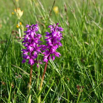 male orchid on a mountain meadow