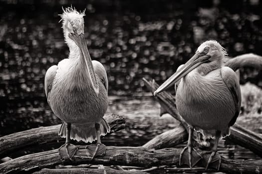 Curly pelican at the water