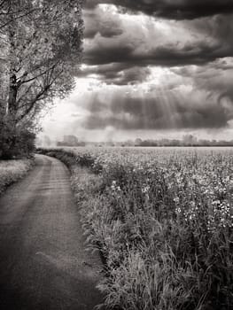 blooming rapeseed field in spring