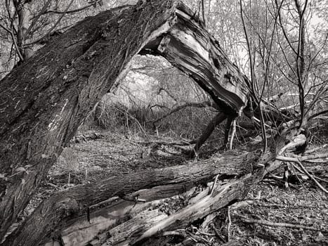 dead willow in Brandenburg countryside