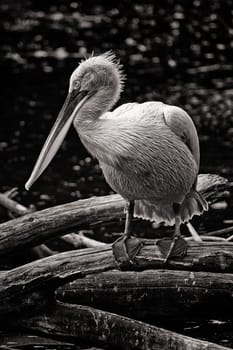 Curly pelican at the water
