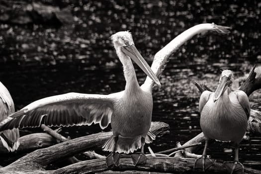 Curly pelican at the water