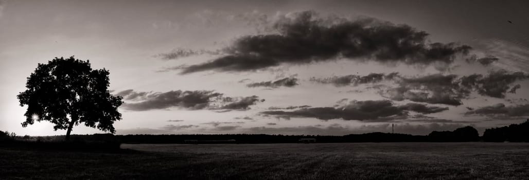 Oak tree in sunset, Fischland-Darß, Mecklenburg-West Pomerania, Germany