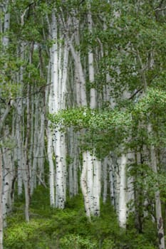 Aspens near Ridgeway and Ouray, Colorado in the San Juan mountains.