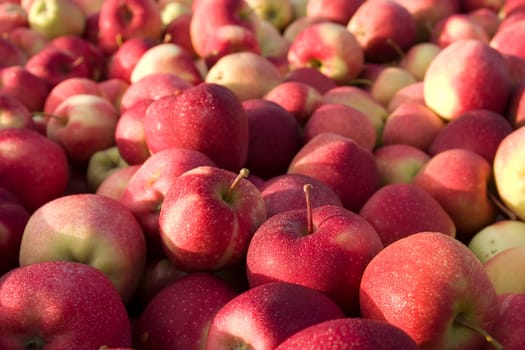 Apples for sale at a farmer's market in Vermont,USA.