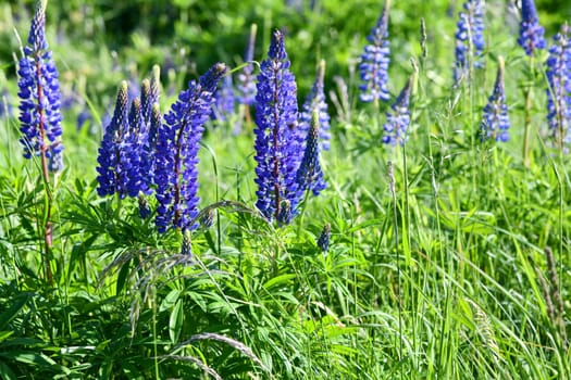 blue blooming lupins in a meadow