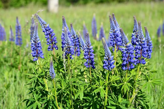 blue blooming lupins in a meadow