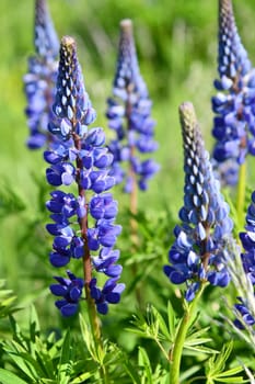 blue blooming lupins in a meadow