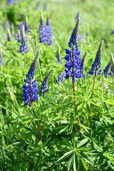 blue blooming lupins in a meadow