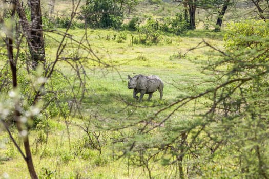 Safari -  white rhino on the background of savanna