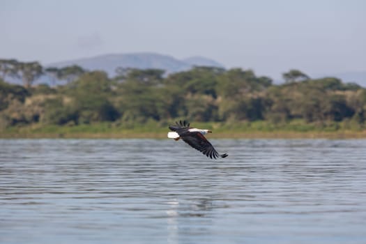 hawk flying over the water at high speed