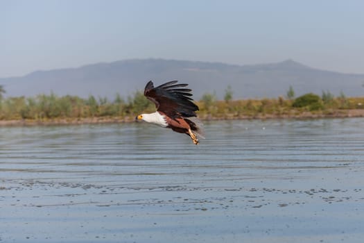 hawk flying over the water at high speed