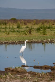 The one white heron against the blue pond