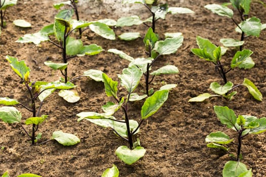 Young and green salad for a healthy vegetarian diet
