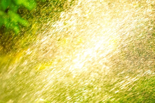 Colors of summer - in the garden after watering. Play with water and colors.