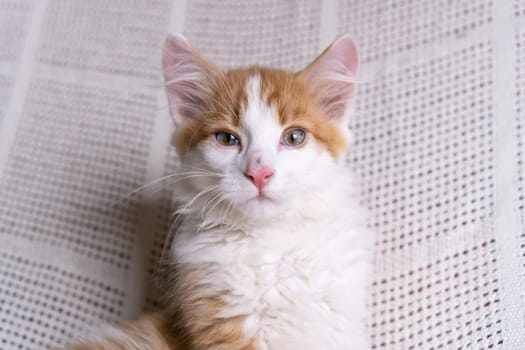 Portrait of beautiful orange ginger fluffy longhair mongrel cat kitten kitty pet sitting on white cotton plaid at home, looking at camera, posing. Animal life, pet, pet adoption, pet love. Close-up.