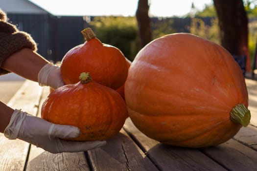Cropped photo of man wearing white disposable gloves, gathering pumpkins of different size on wooden table outdoors in yard near tree at sunset. Harvest, autumn, agriculture, vegetable, halloween.