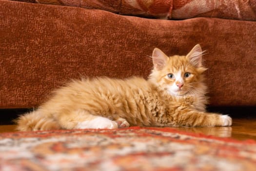 Portrait of amazing orange ginger fluffy longhair mongrel cat kitten pussycat lying on floor near brown sofa at home, looking at camera, posing. Animal life, pet, pet adoption, pet care, pet love.