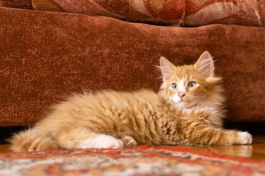 Portrait of amazing orange ginger fluffy longhair mongrel cat kitten pussycat lying on floor near brown sofa at home, posing. Animal life, pet, pet adoption, pet care, pet love.
