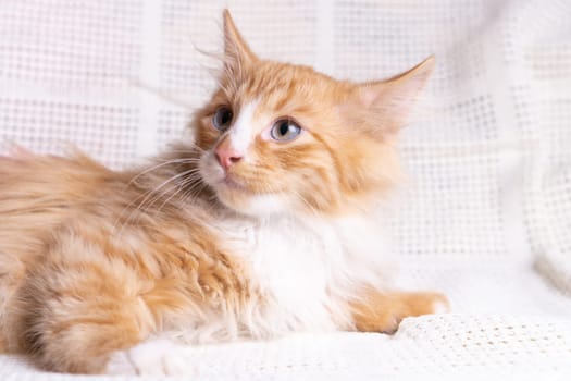 Portrait of lovable orange ginger fluffy longhair mongrel cat kitten kitty pet lying on white cotton plaid at home, looking aside, posing. Animal life, pet, pet adoption, pet care, pet love. Close-up.