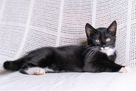 Portrait of serious black white fluffy longhair mongrel cat kitten pussycat lying on white cotton plaid at home, looking at camera, posing, relaxing. Animal life, pet care, pet adoption, pet love.