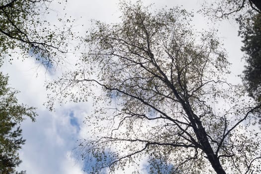 Looking up toptrees the sky and trees.
